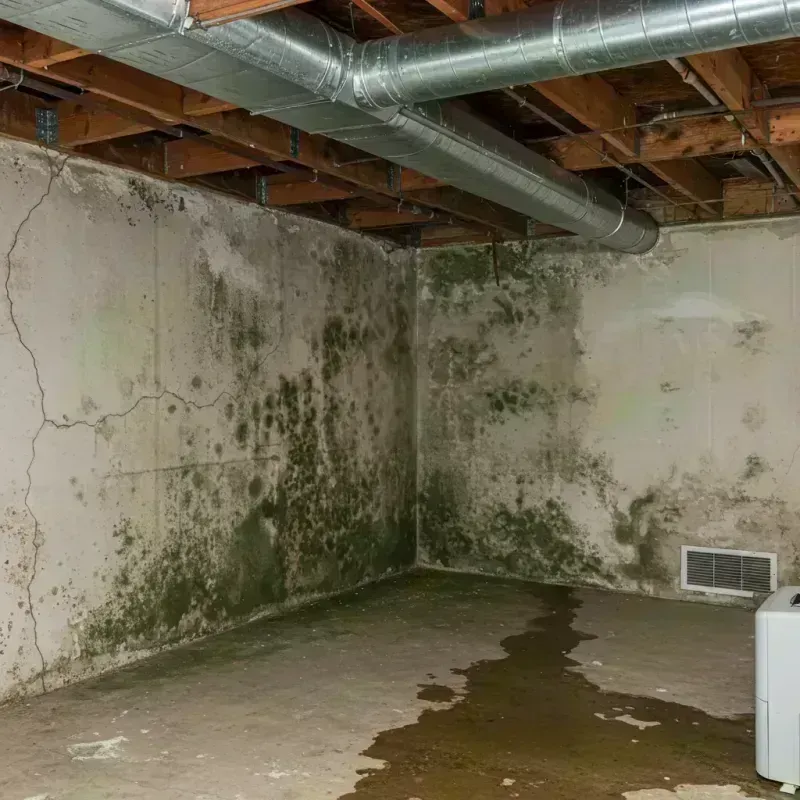 Professional Mold Removal in Lexington, KY